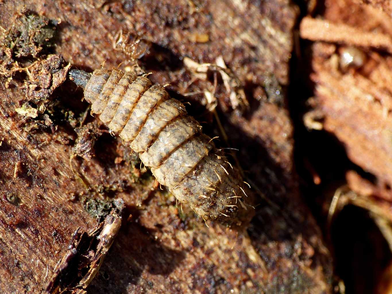 Larva con grosse setole: Beris sp. (Stratiomidae)